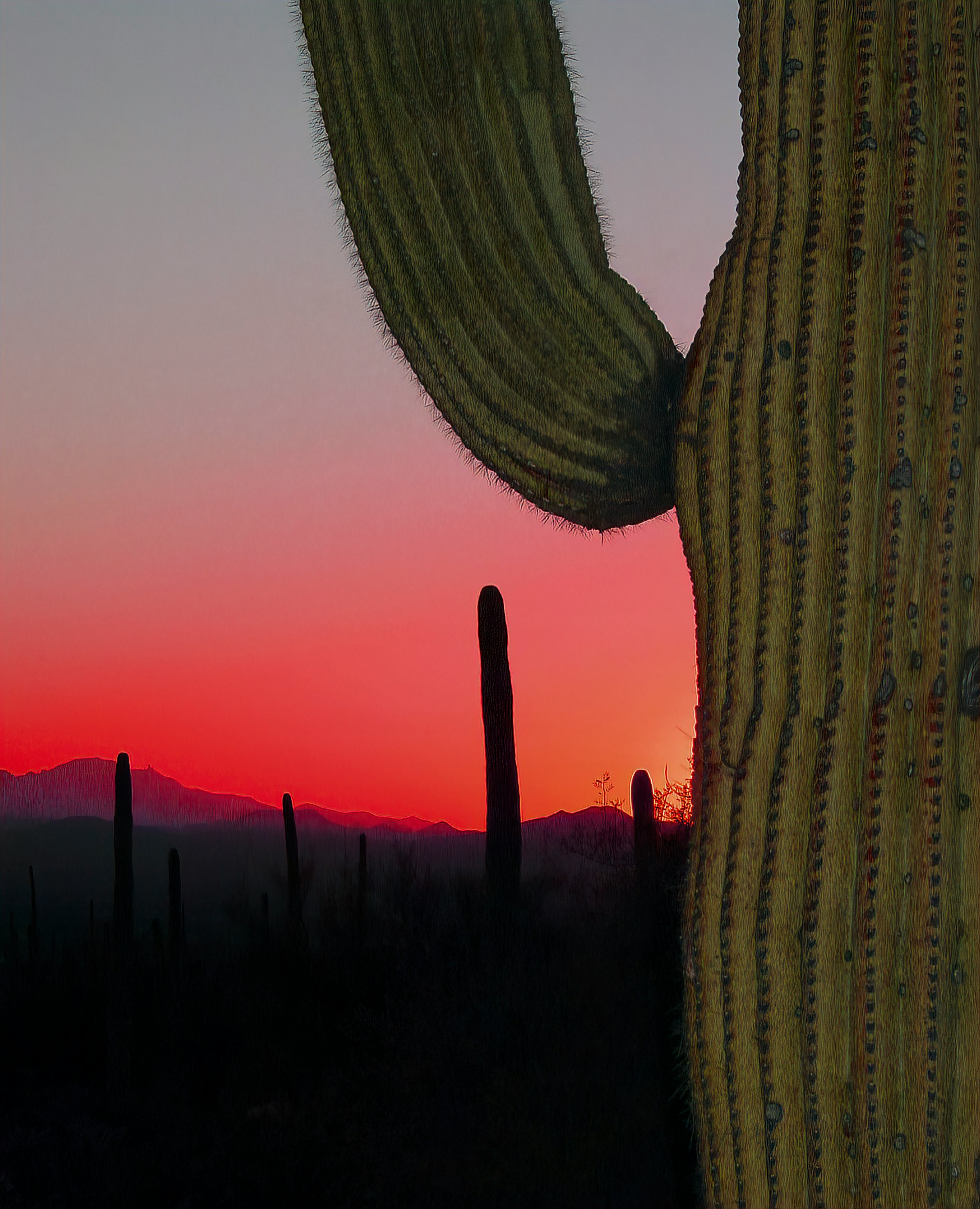 cactus plant during golden hour